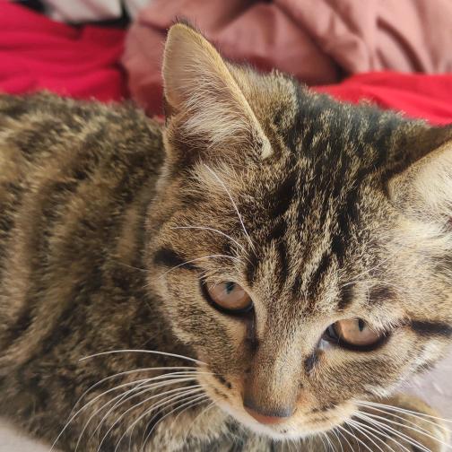 梧桐鸟（已有龟龟）@清碗🥰