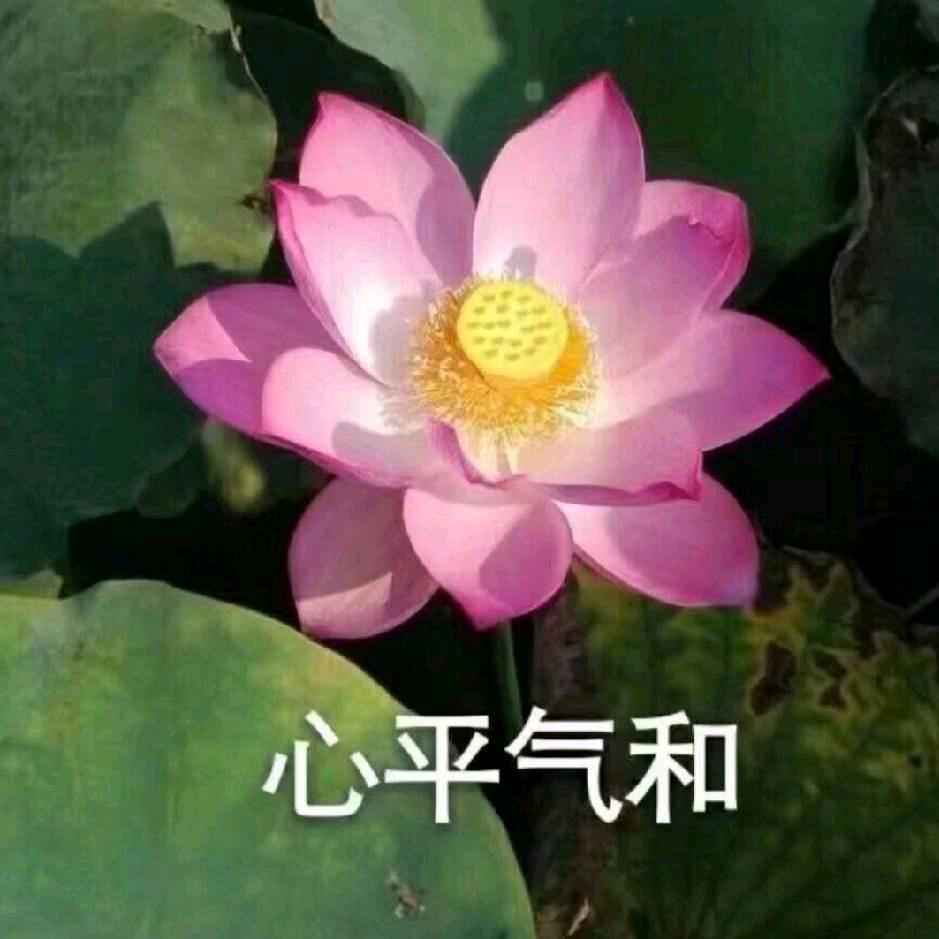六妹