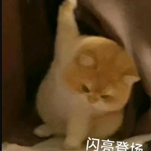 会变身的🐱