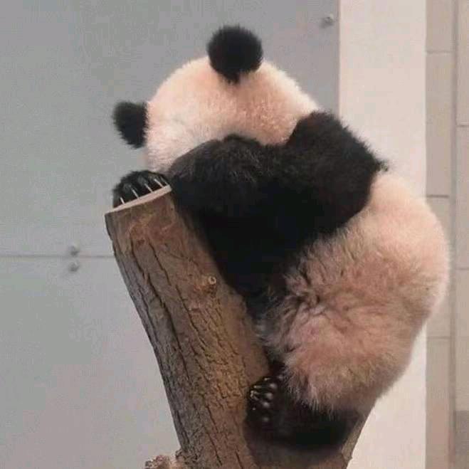 臣泽