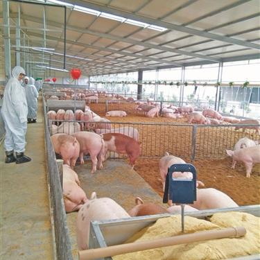 小伍养猪🐷