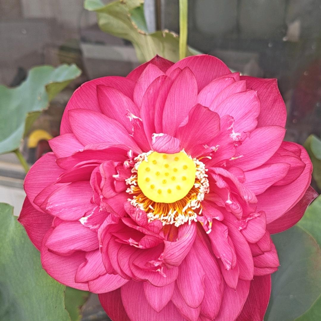 南通市如皋东山花盆
