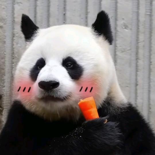 熊猫🐼的小甜饼