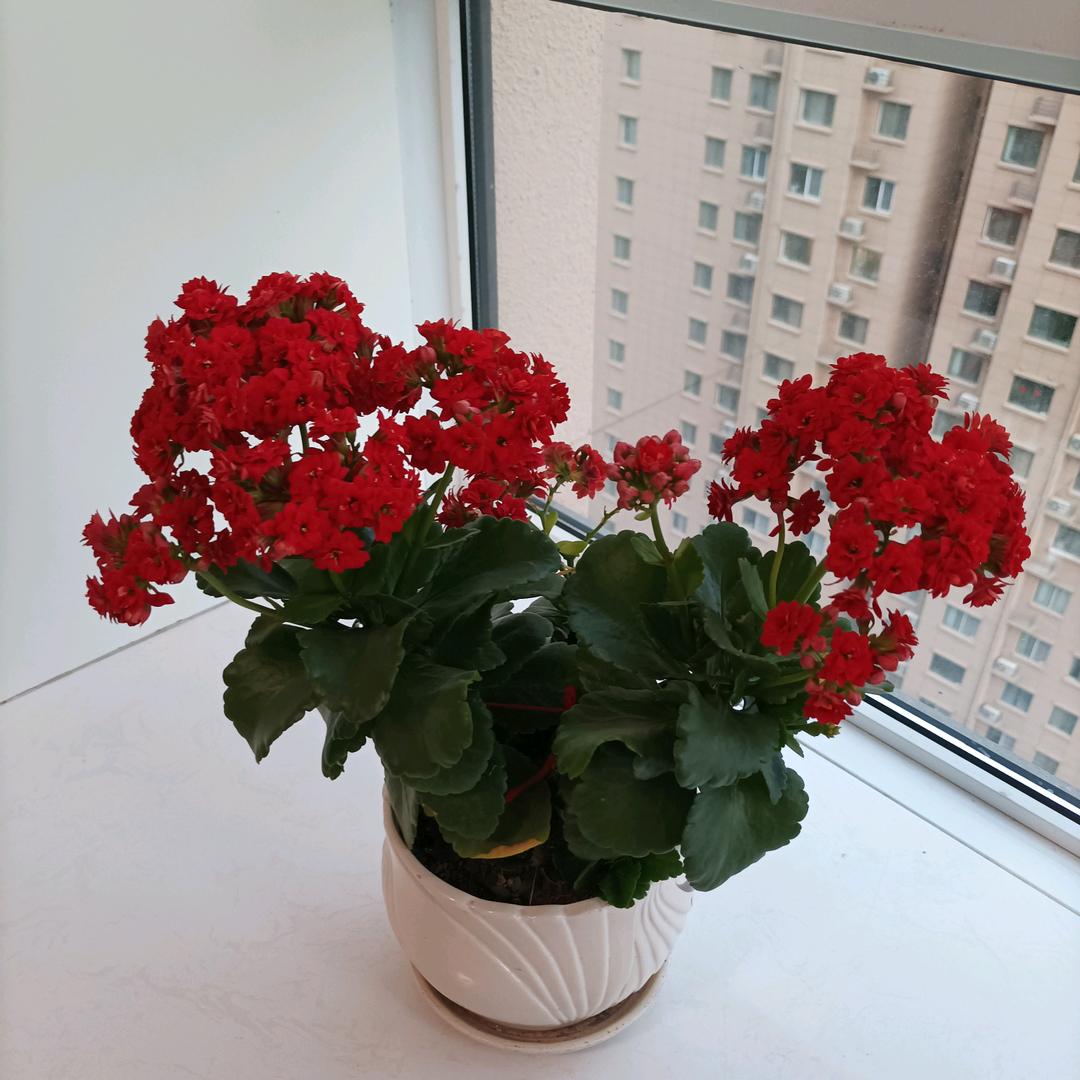 兰花花哦