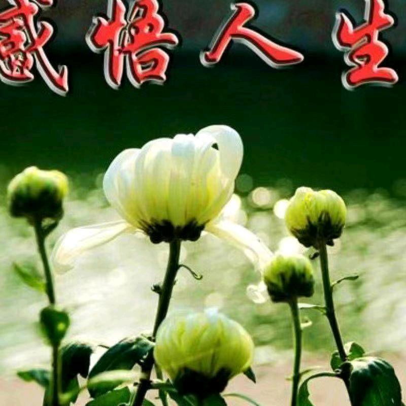 为你停留（不定时开播）