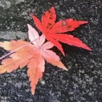 叶子🍂