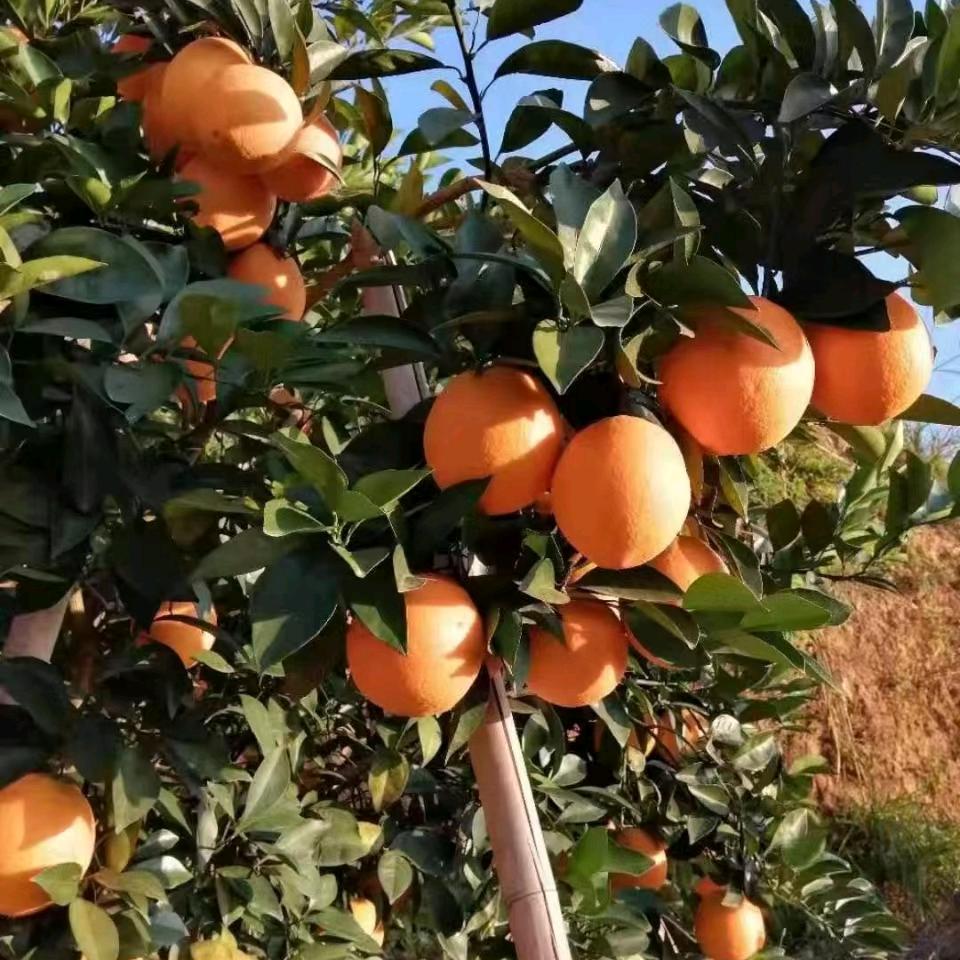 小苍兰