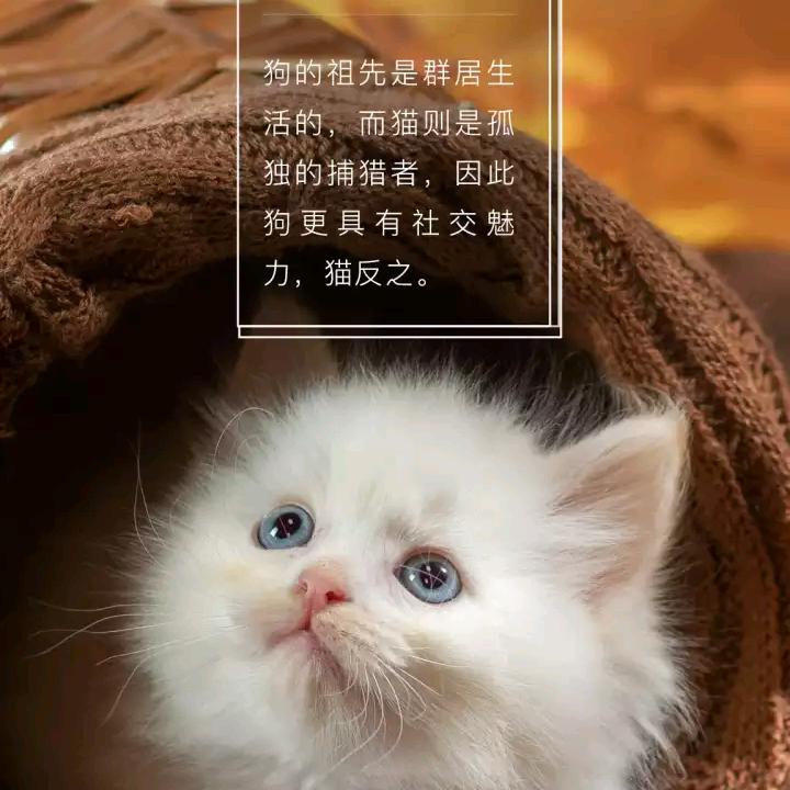 木，姐会自恋