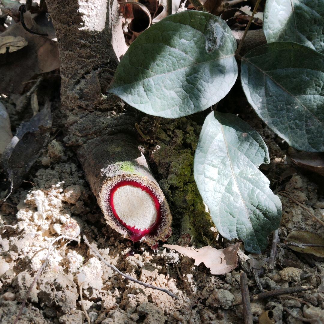 本草纲目