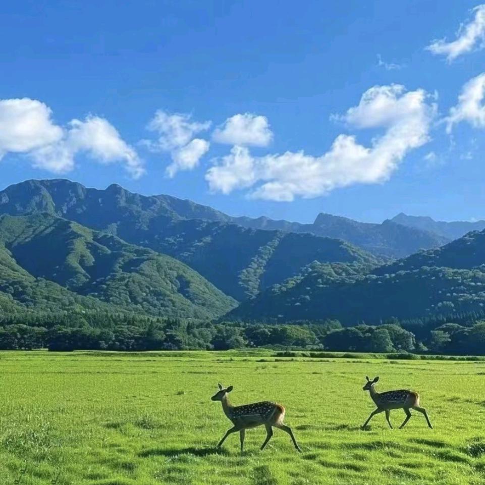喵喵123