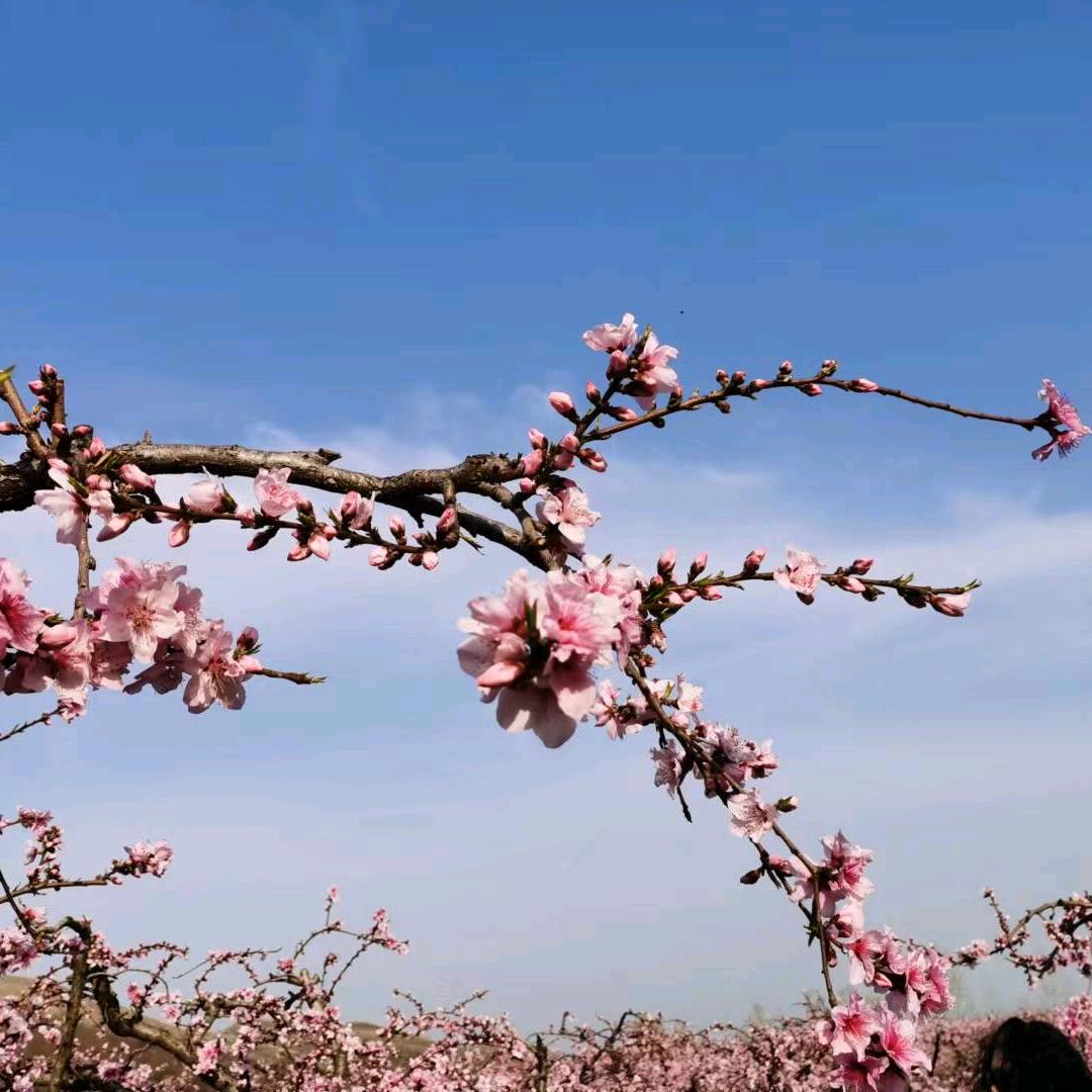 吉利直播