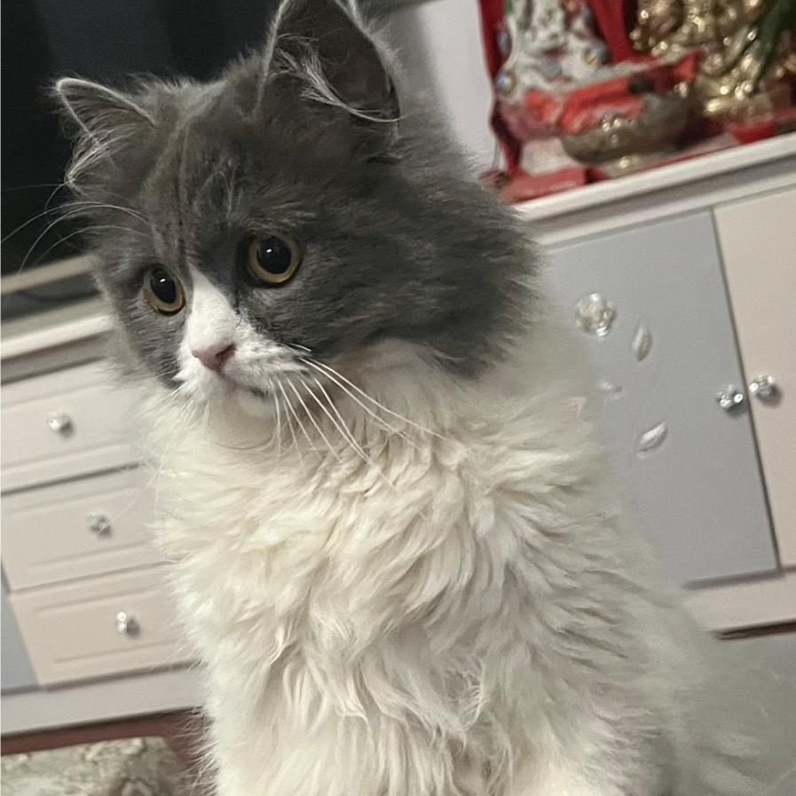 什么呼吸＊д＊