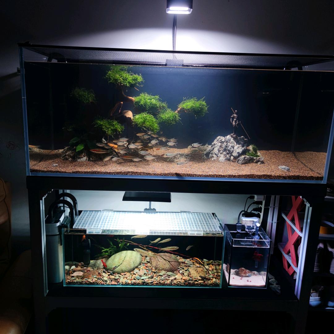 观澜🐟