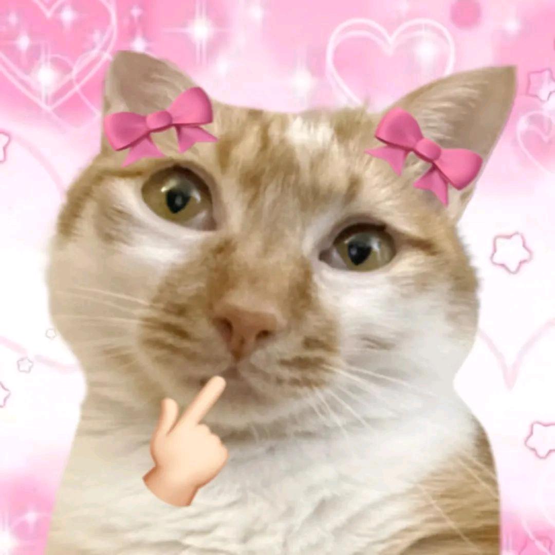 魅惑力的睫毛🐱