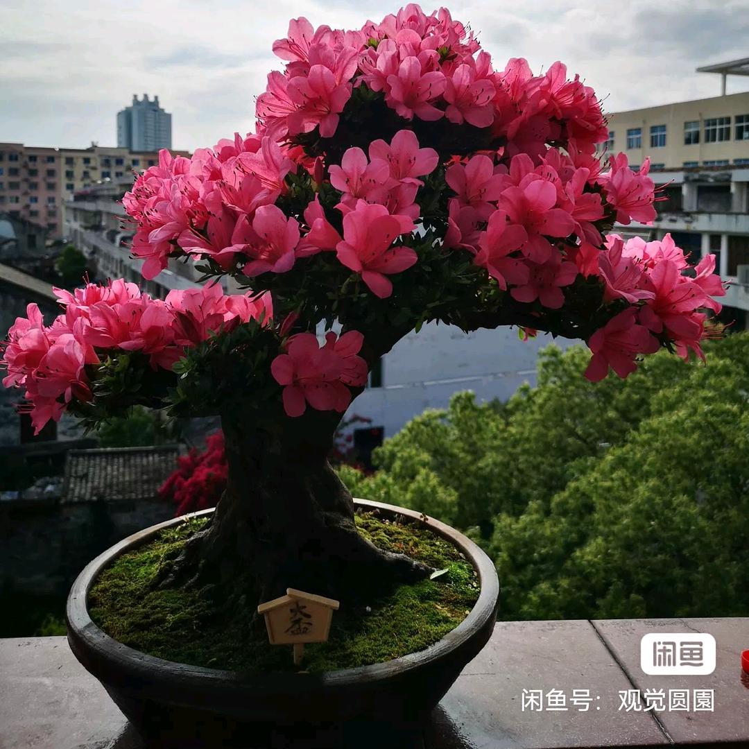 境由心造