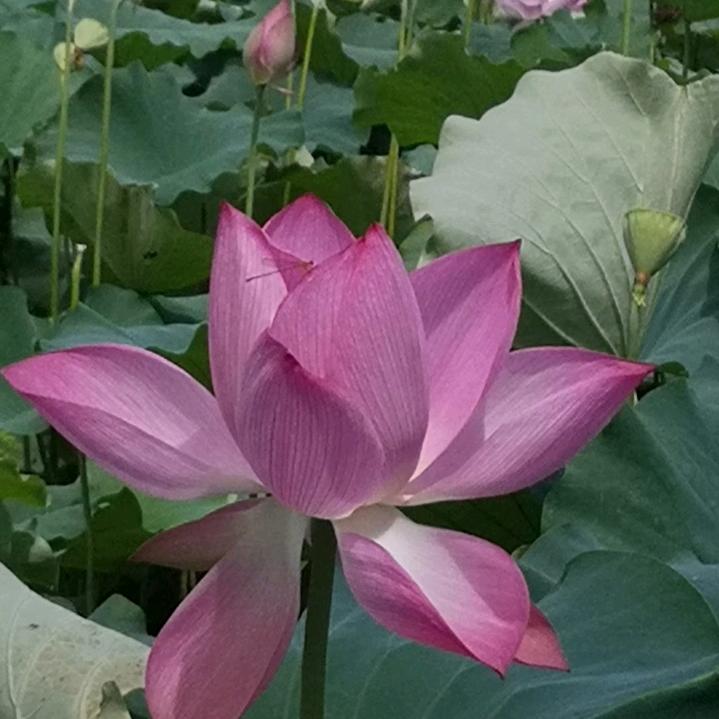 @邓邓