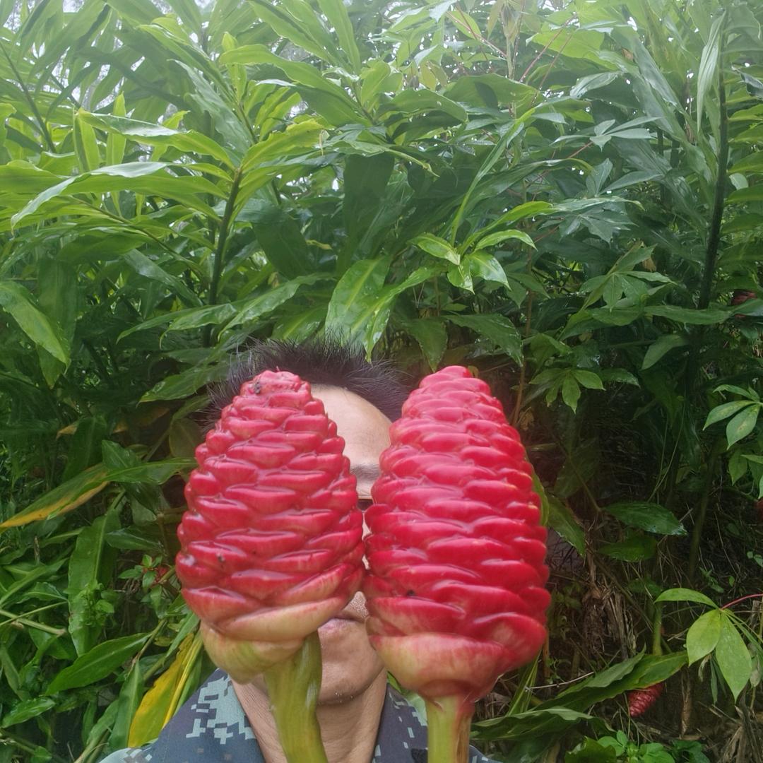 小何寻百草