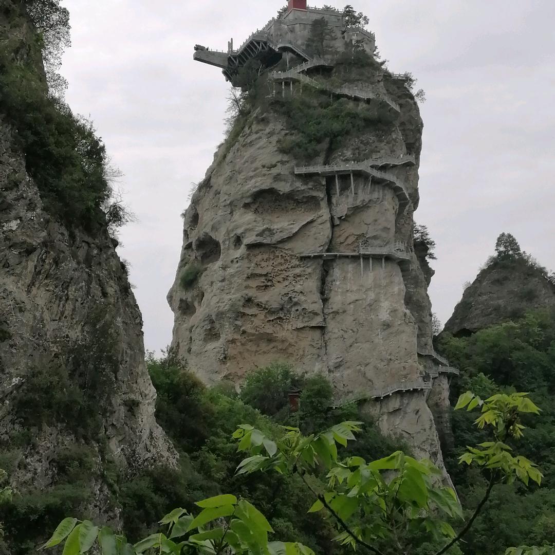 树好