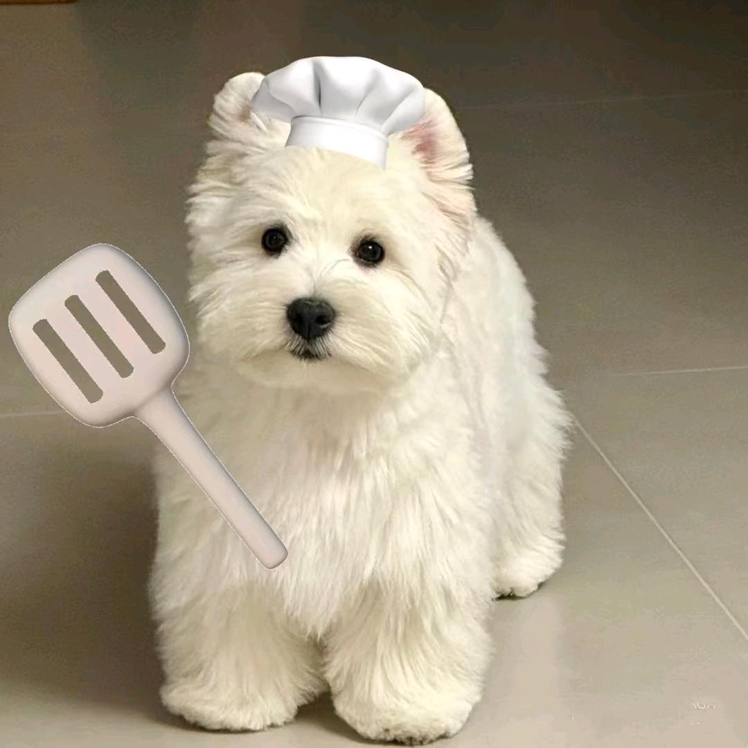 三只汪爪西高地