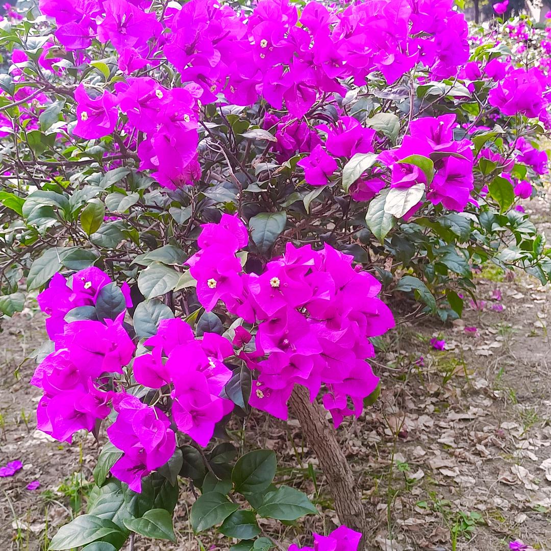 天天都要快乐，每一天，每一天