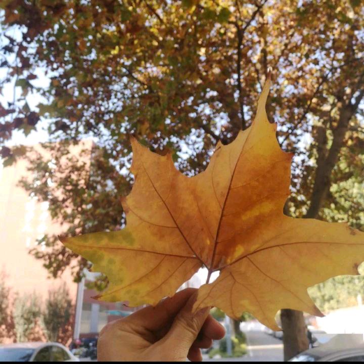 落叶🍂知秋