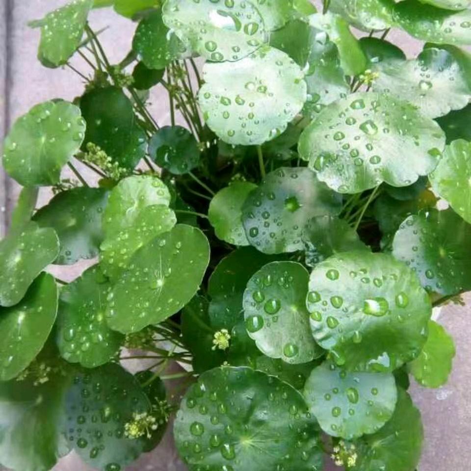 金钱草