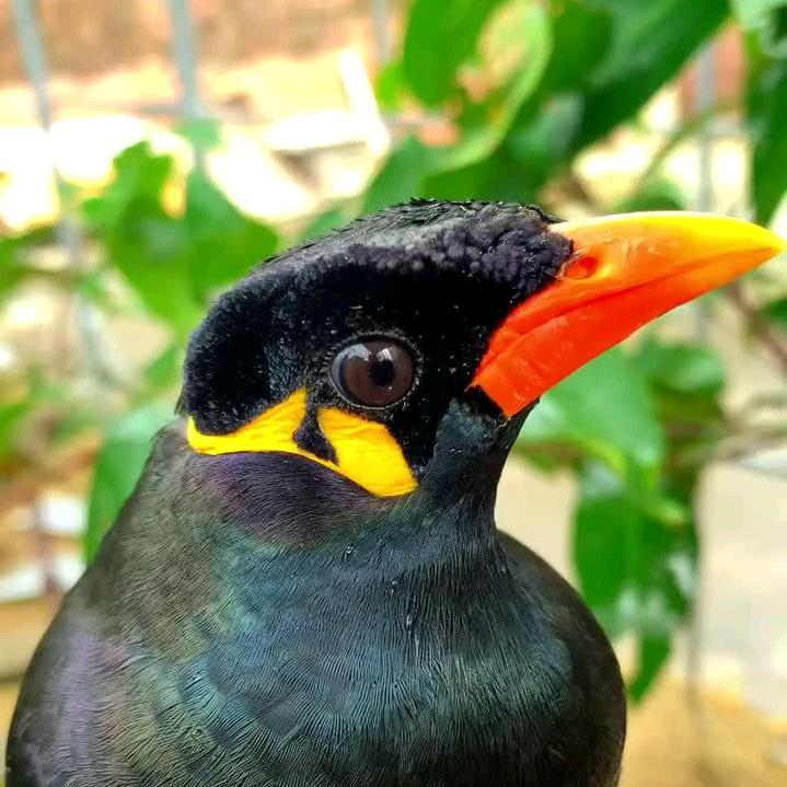 鹩哥八哥驯养