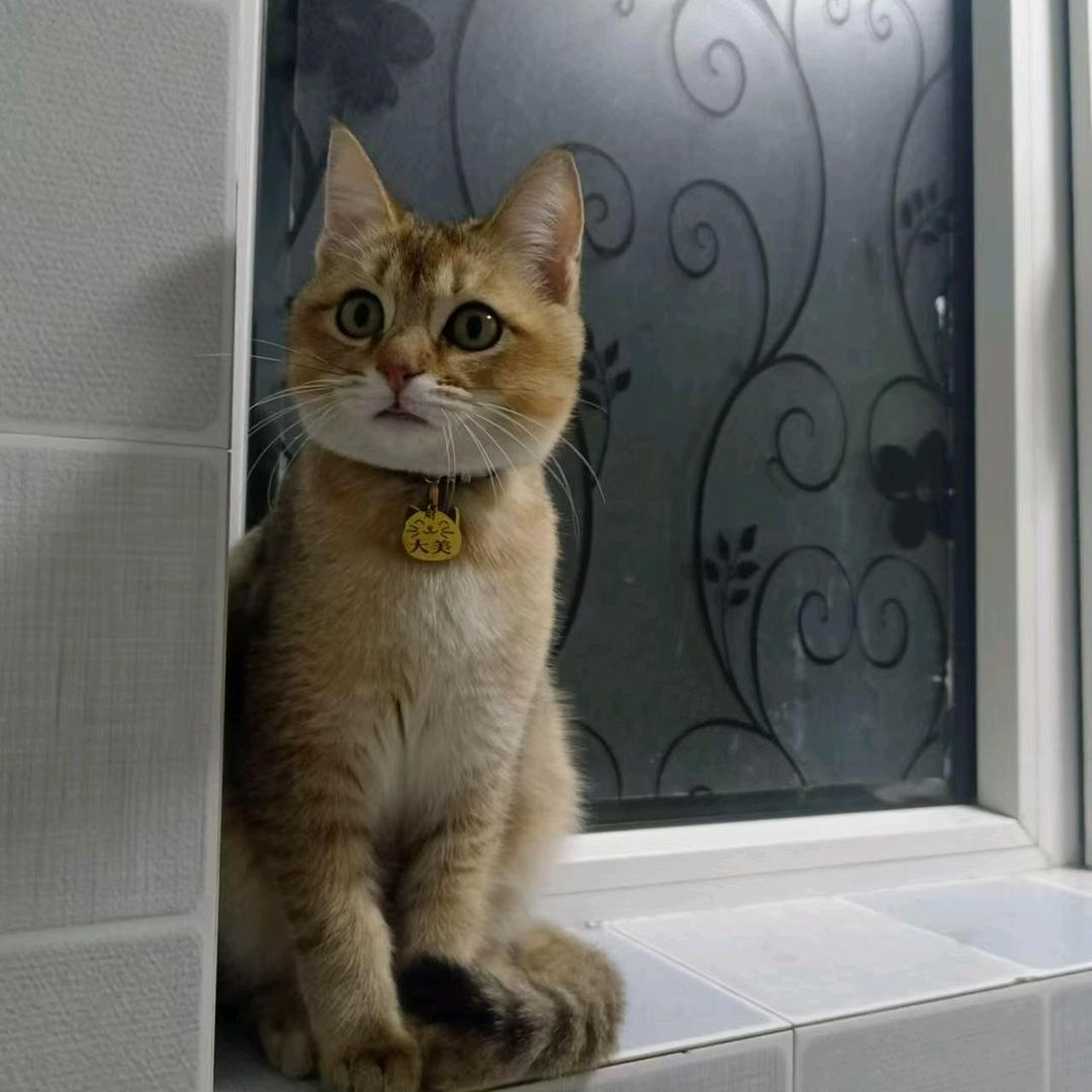 爱吃鱼的李花猫