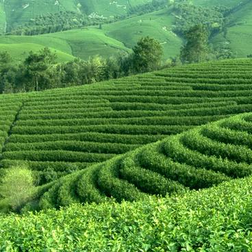 张馨文 茗香茶叶
