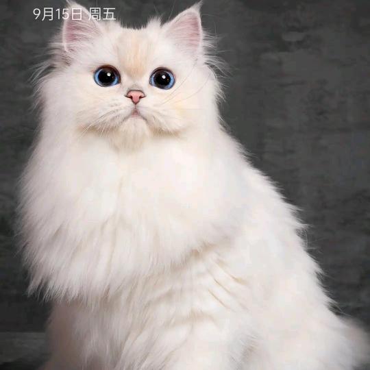 朱米奇