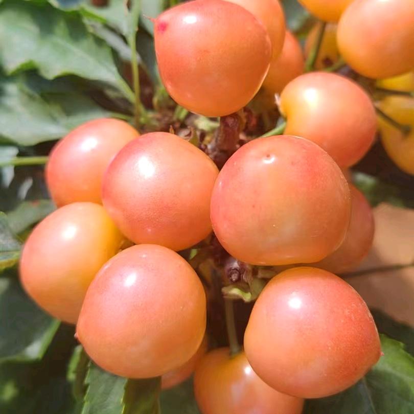 大连樱博樱桃园