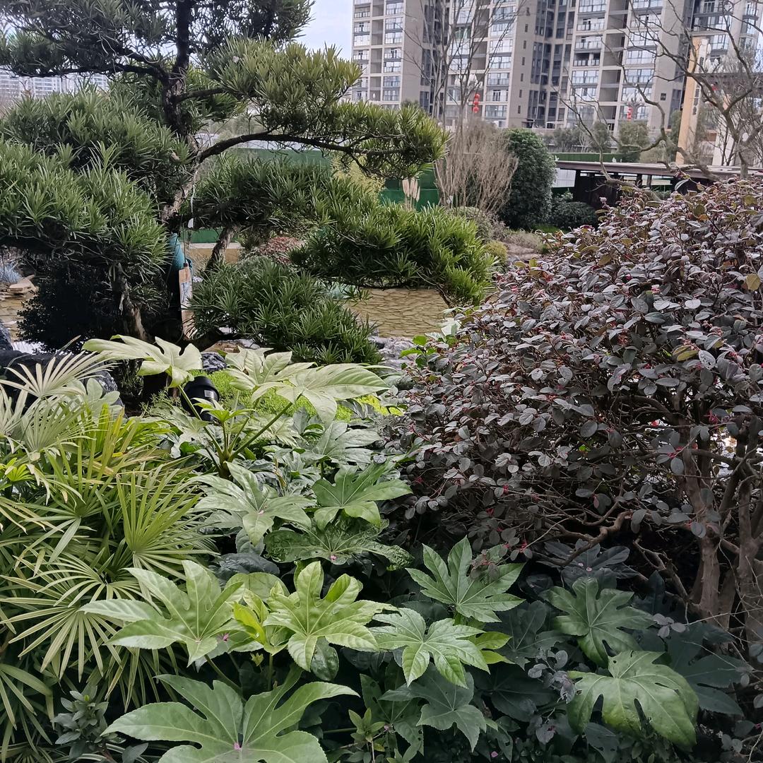 杨一哥