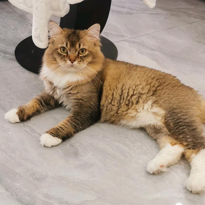 铁蛋是只猫🐱