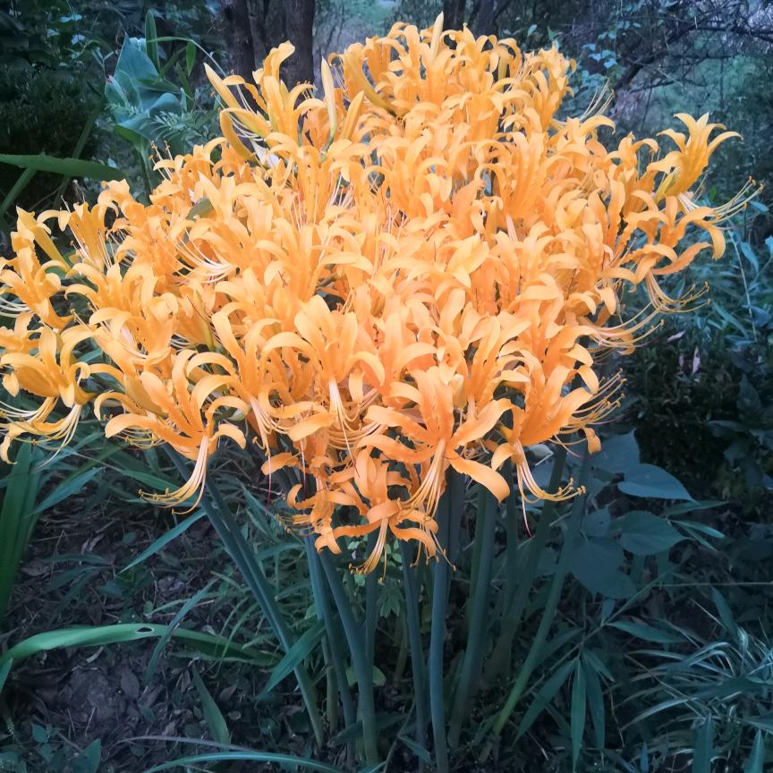 想要幸福的女人