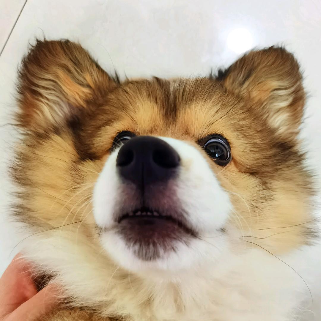 彭彭很帅气