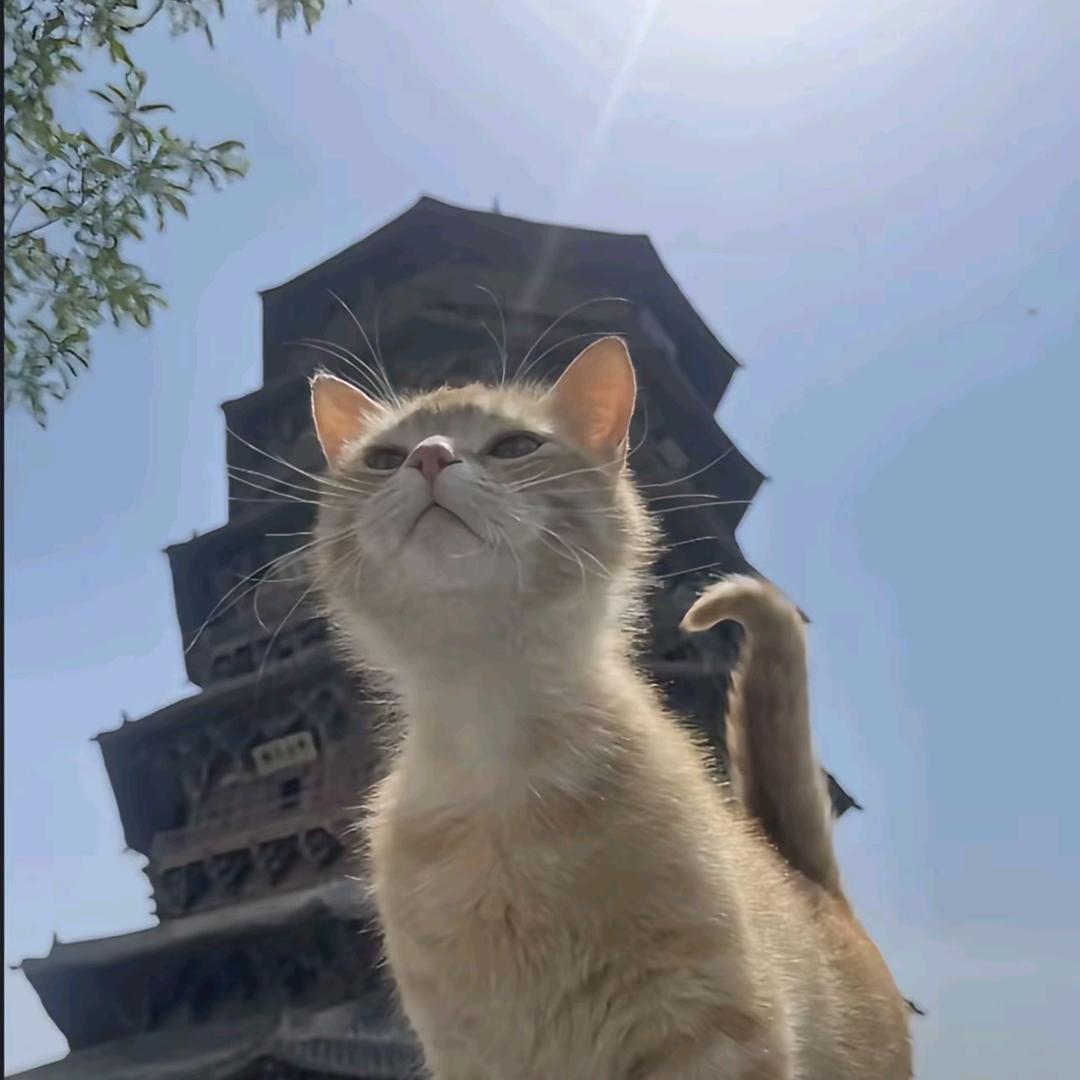 火锅丸子🍡