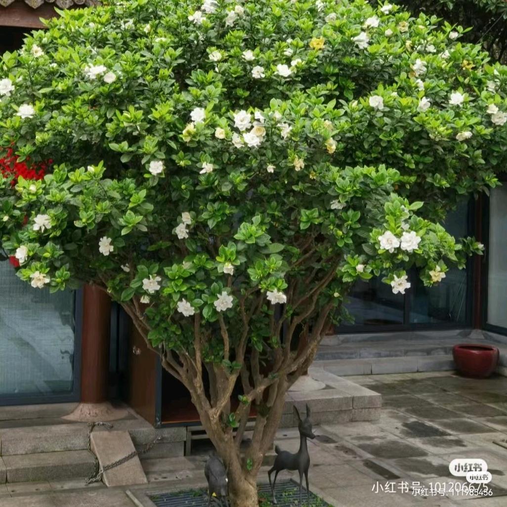 西南栀子花种植批发基地