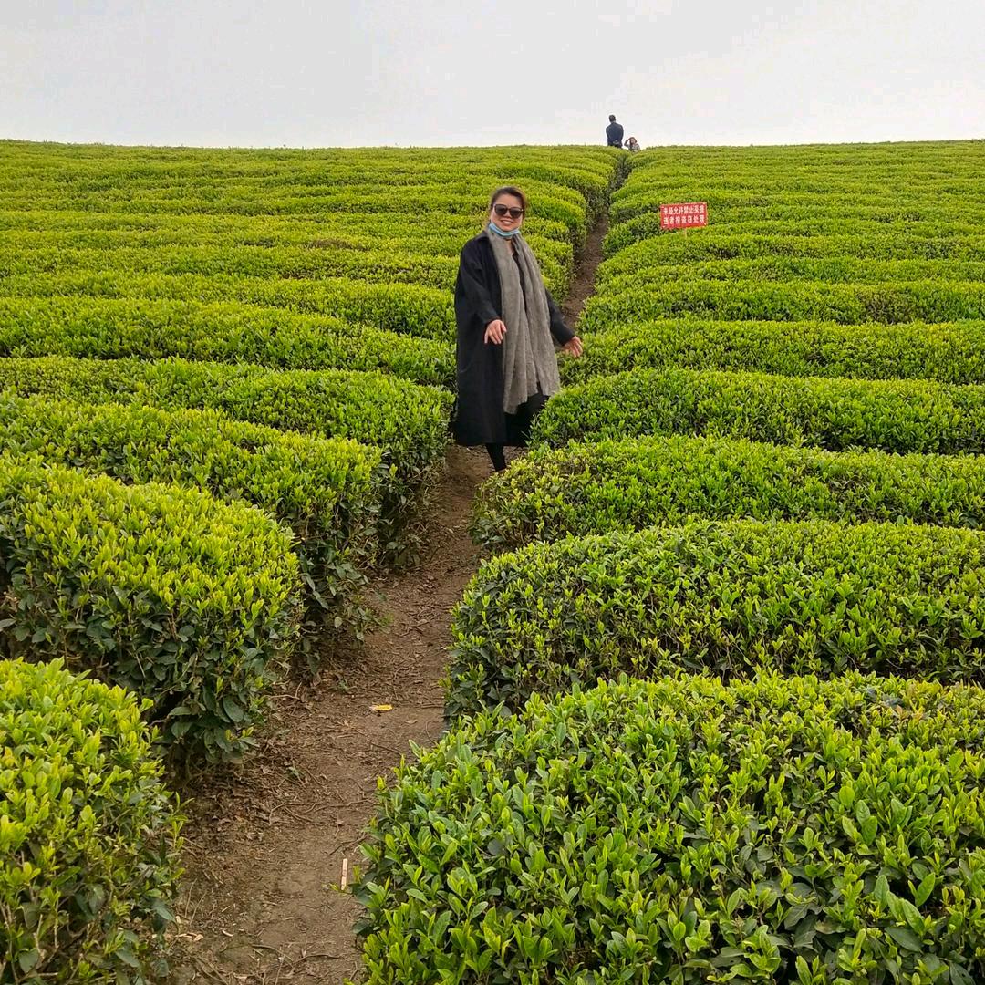 新春茶叶