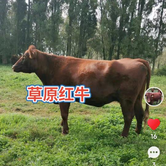 @高俊农场