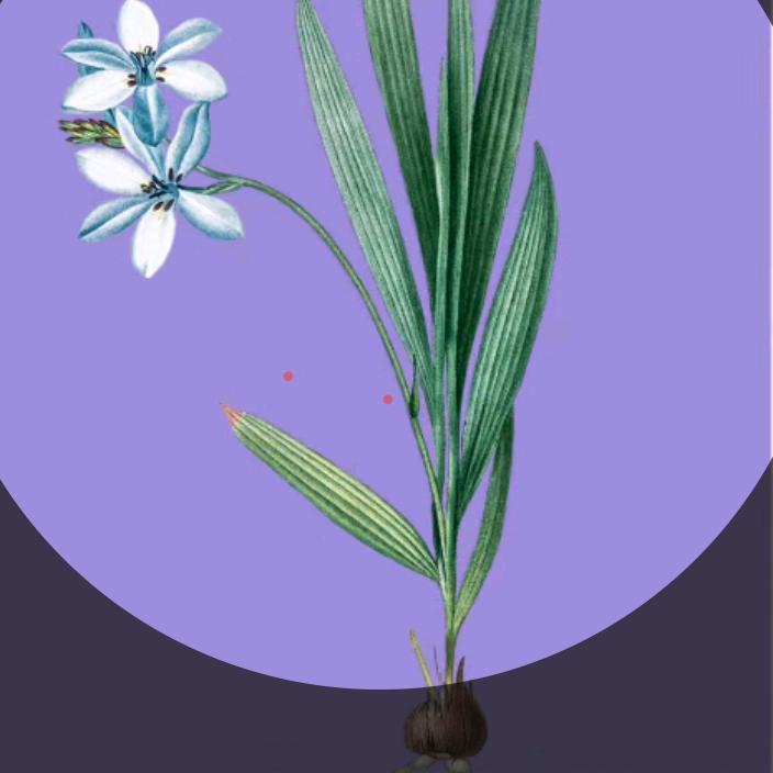 绿叶首播晚 8.20