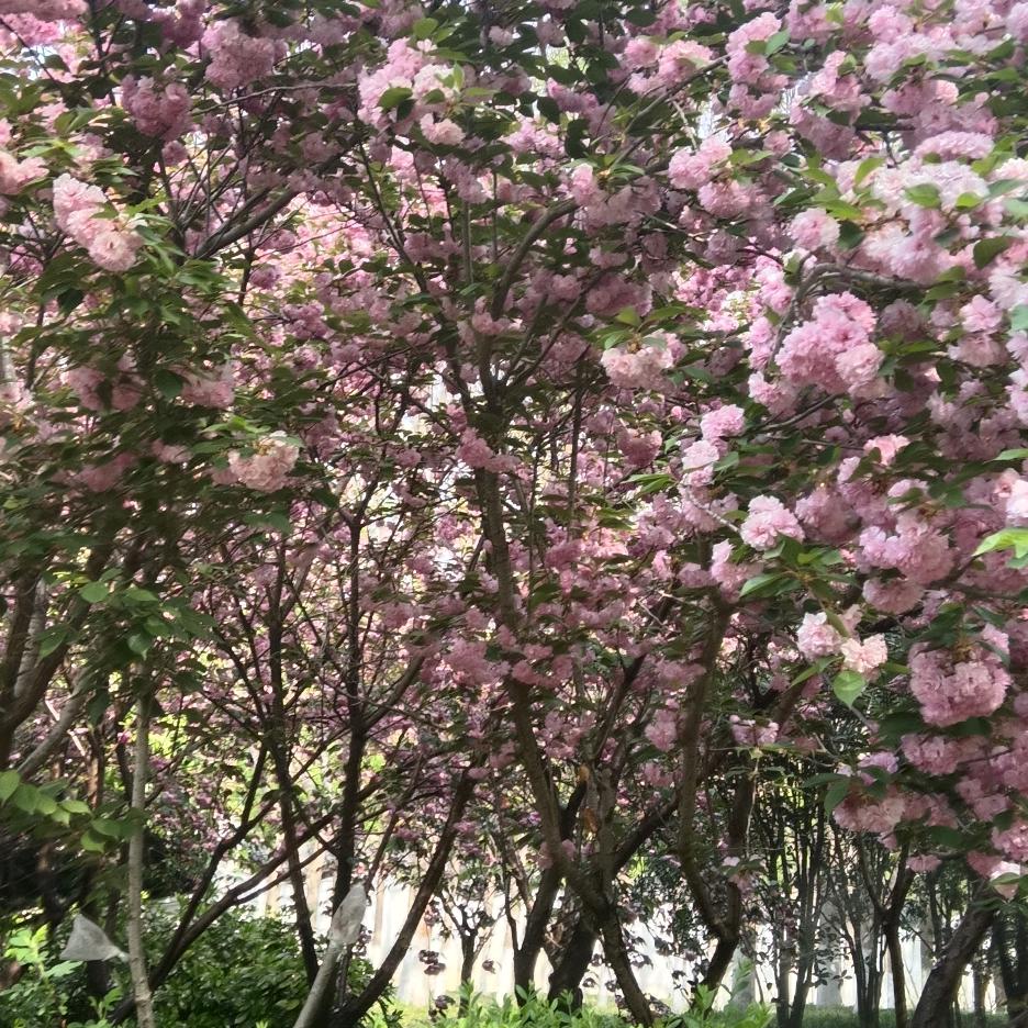前程似锦