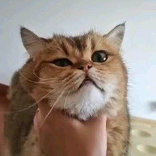 柑子精（开启职业生涯版）