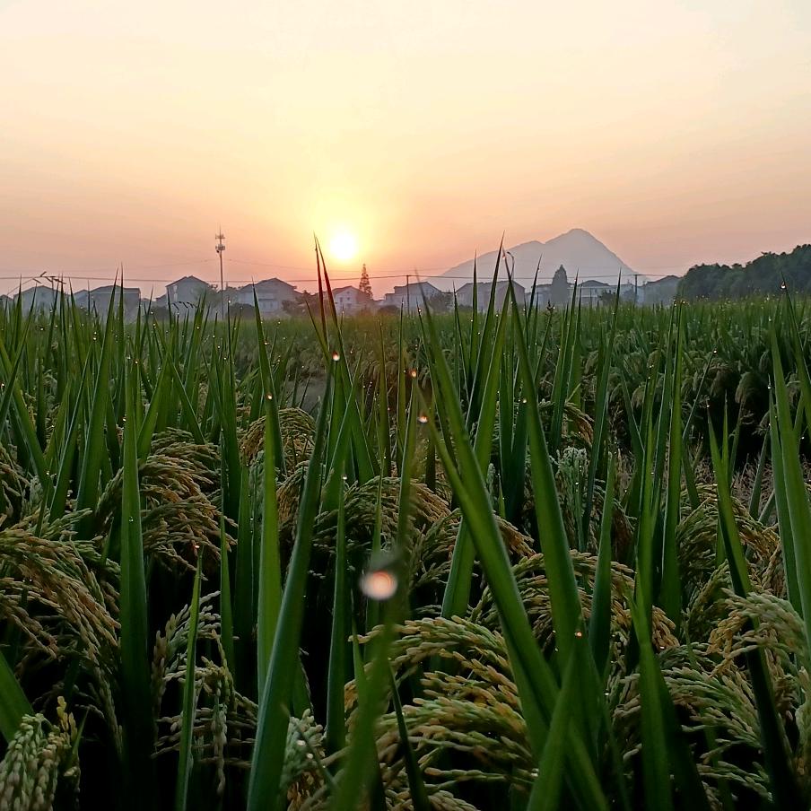 阳光总在风雨后🌹