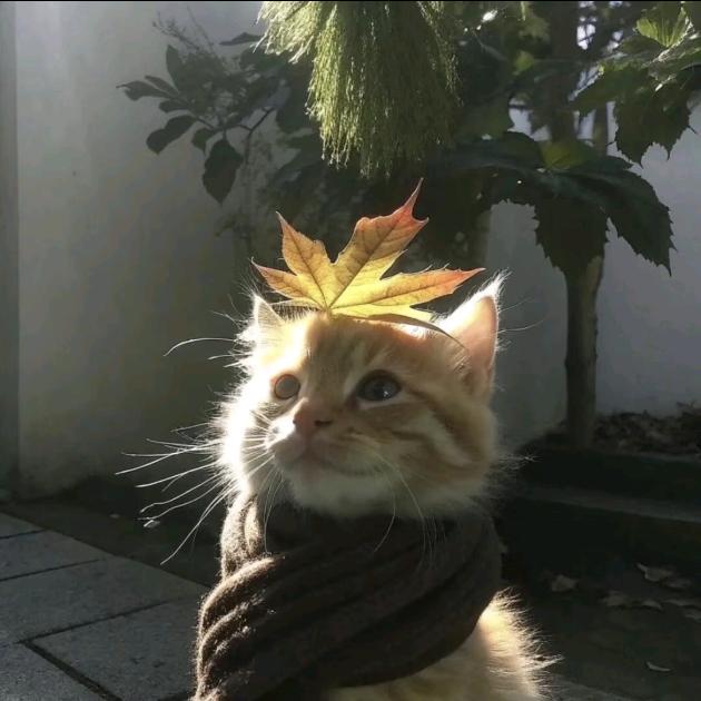 不冷不热