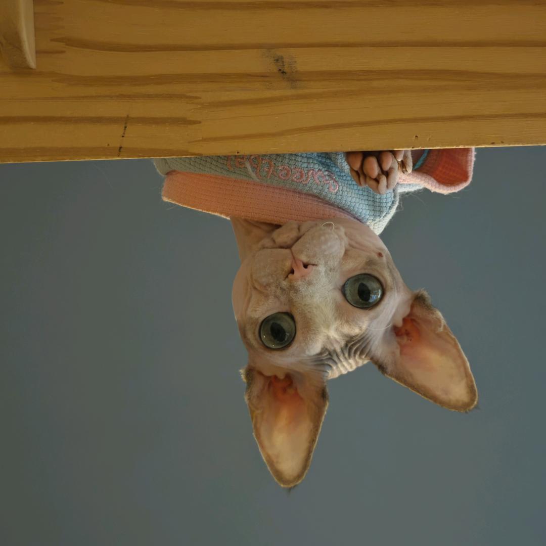 y子