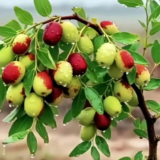 ✨✨凭窗观雨✨✨