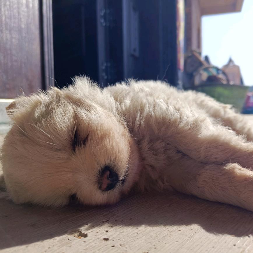 派大星（智多星版）