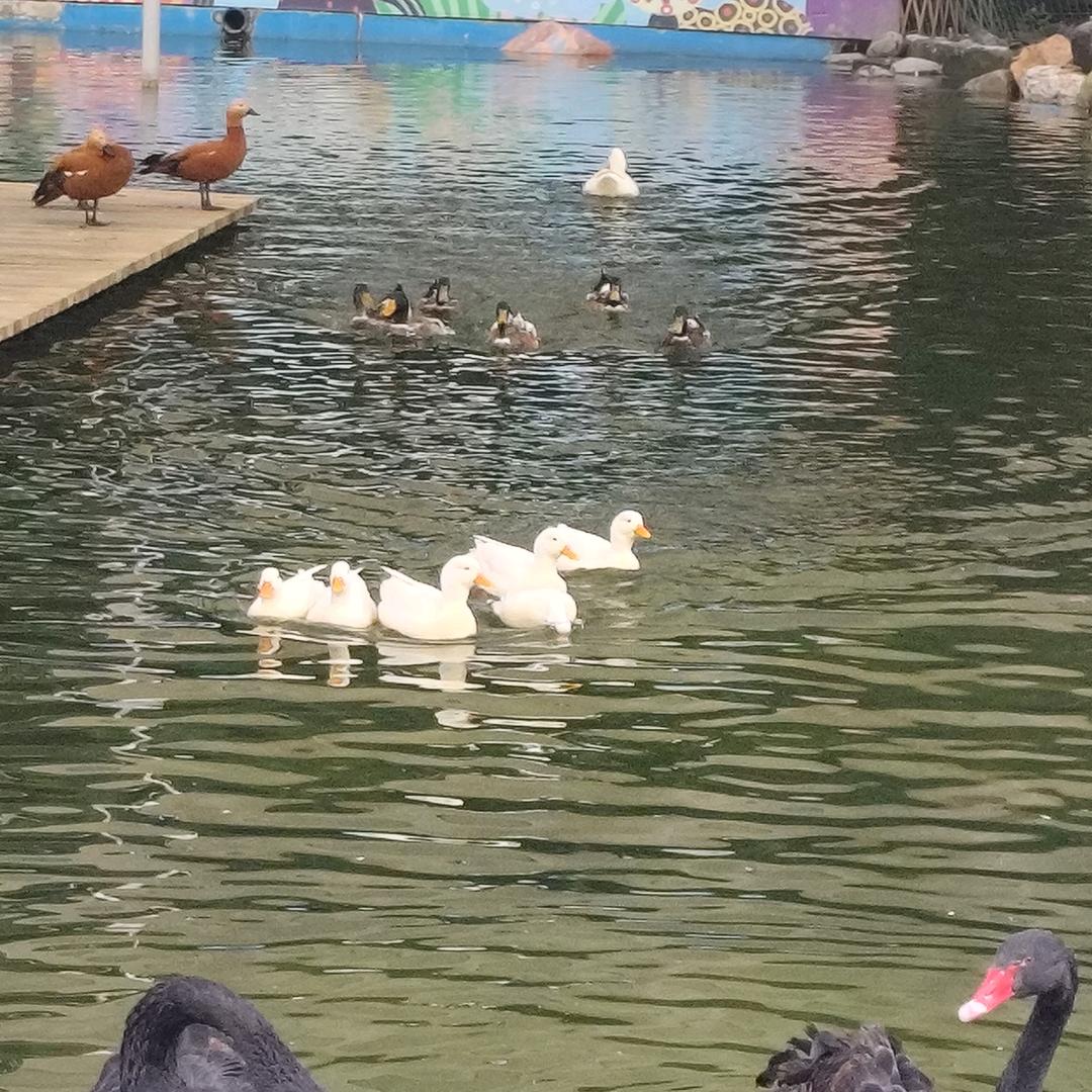 野心独霸
