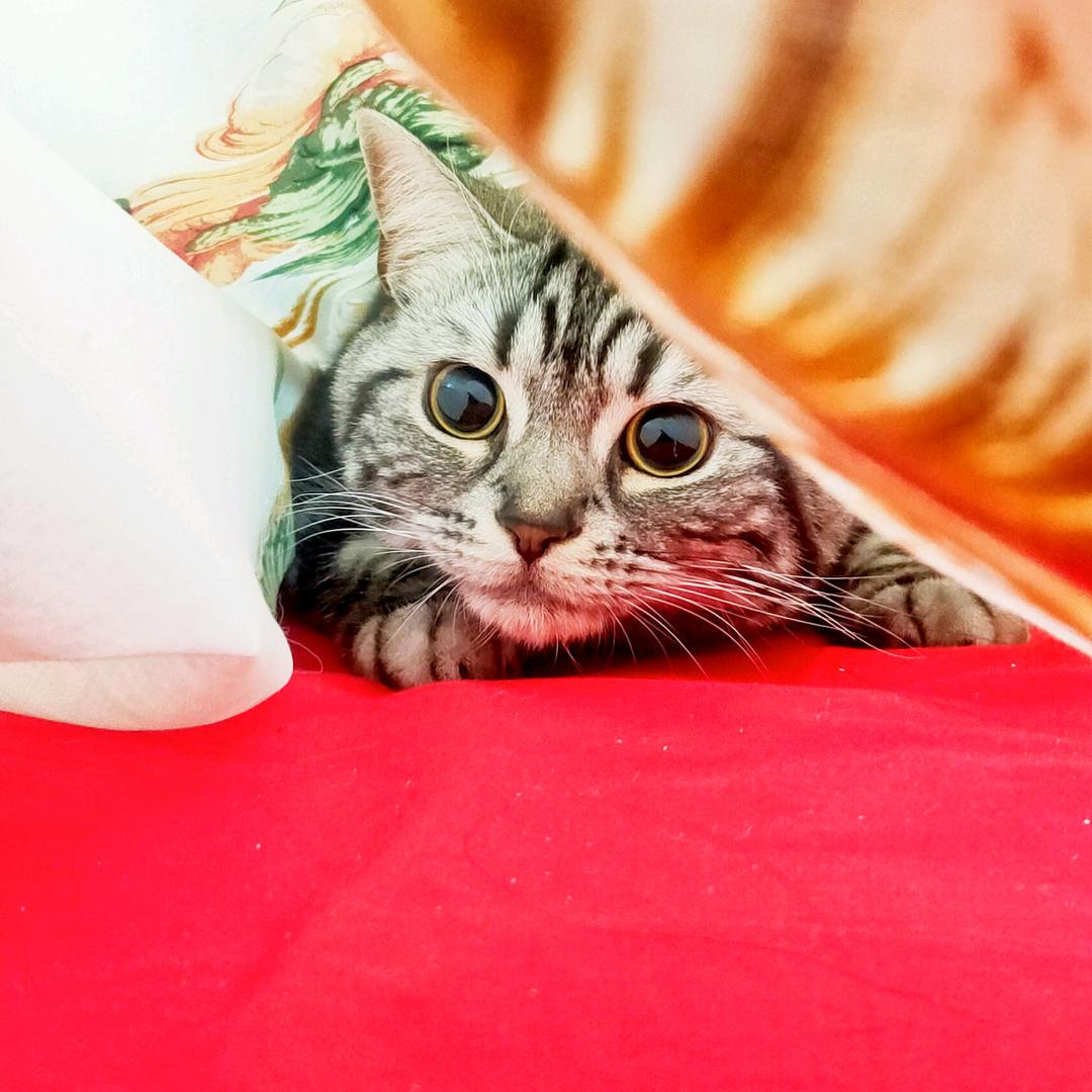 小猫拯救世界