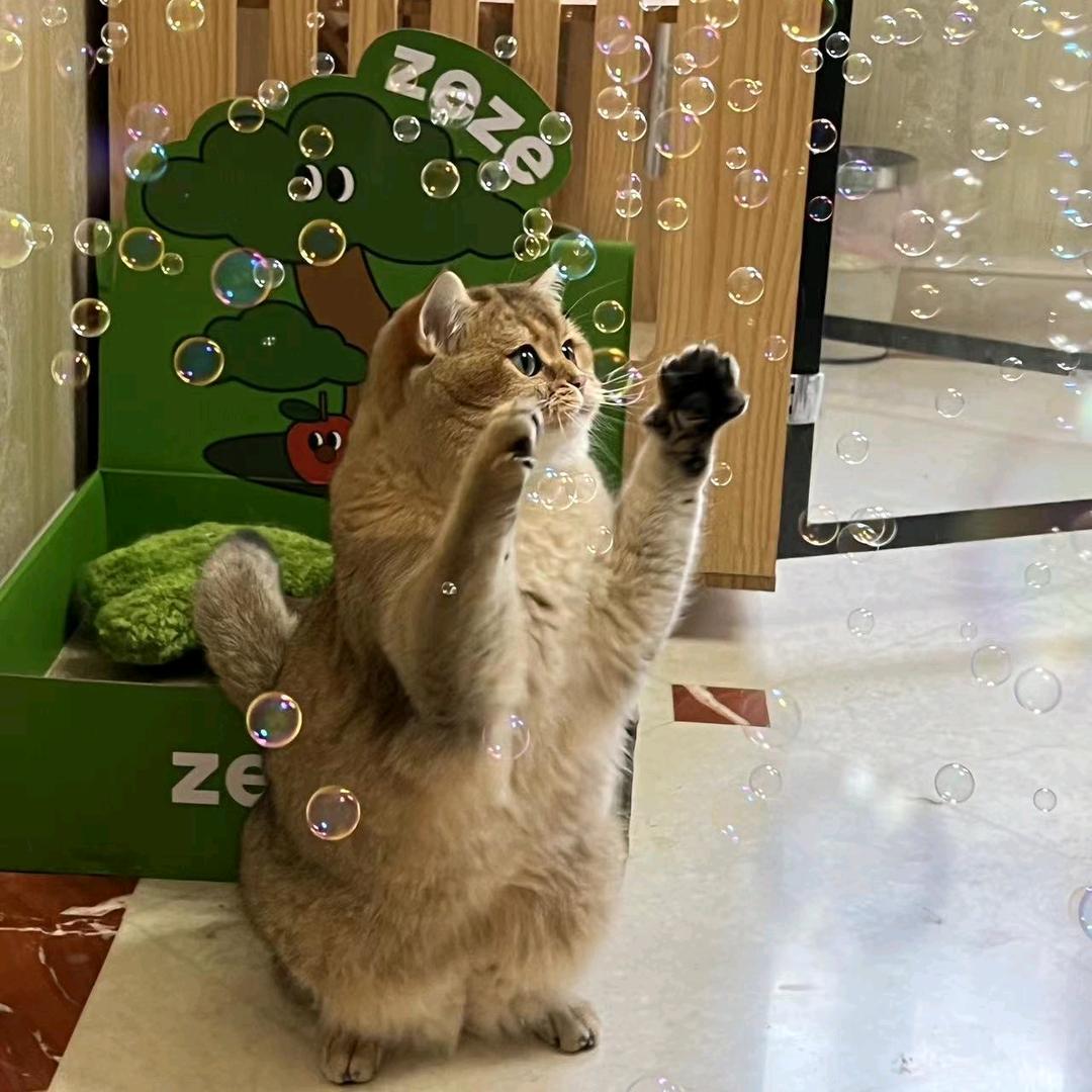 大脸家的猫